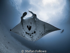 On Point ...

Manta Ray - Mobula alfredi

Manta Point... by Stefan Follows 